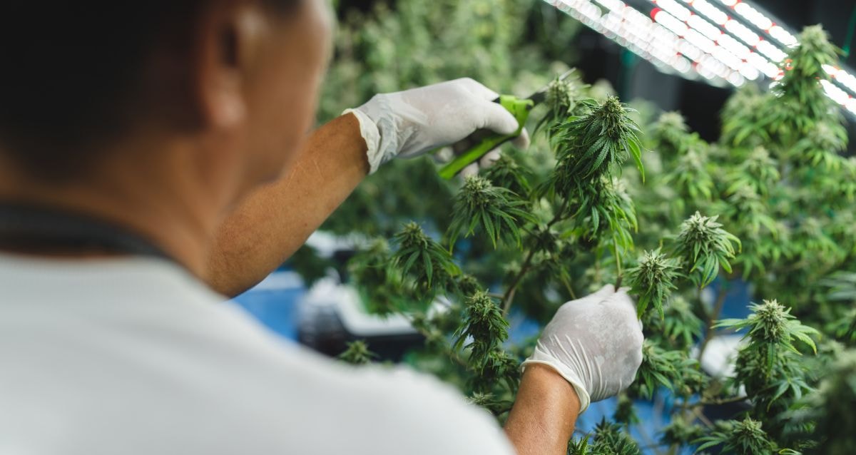 Man harvesting the highest quality cannabis to compete with the top-selling CBD brands