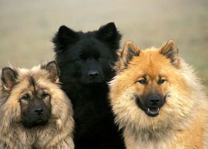 A close-up image of the Eurasier Spitz, known for their gentle and loyal nature and almond-shaped eyes, which is a characteristic of dog breeds with almond shaped eyes.