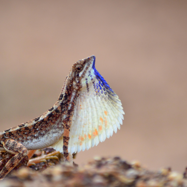 Draco Volans Lizard