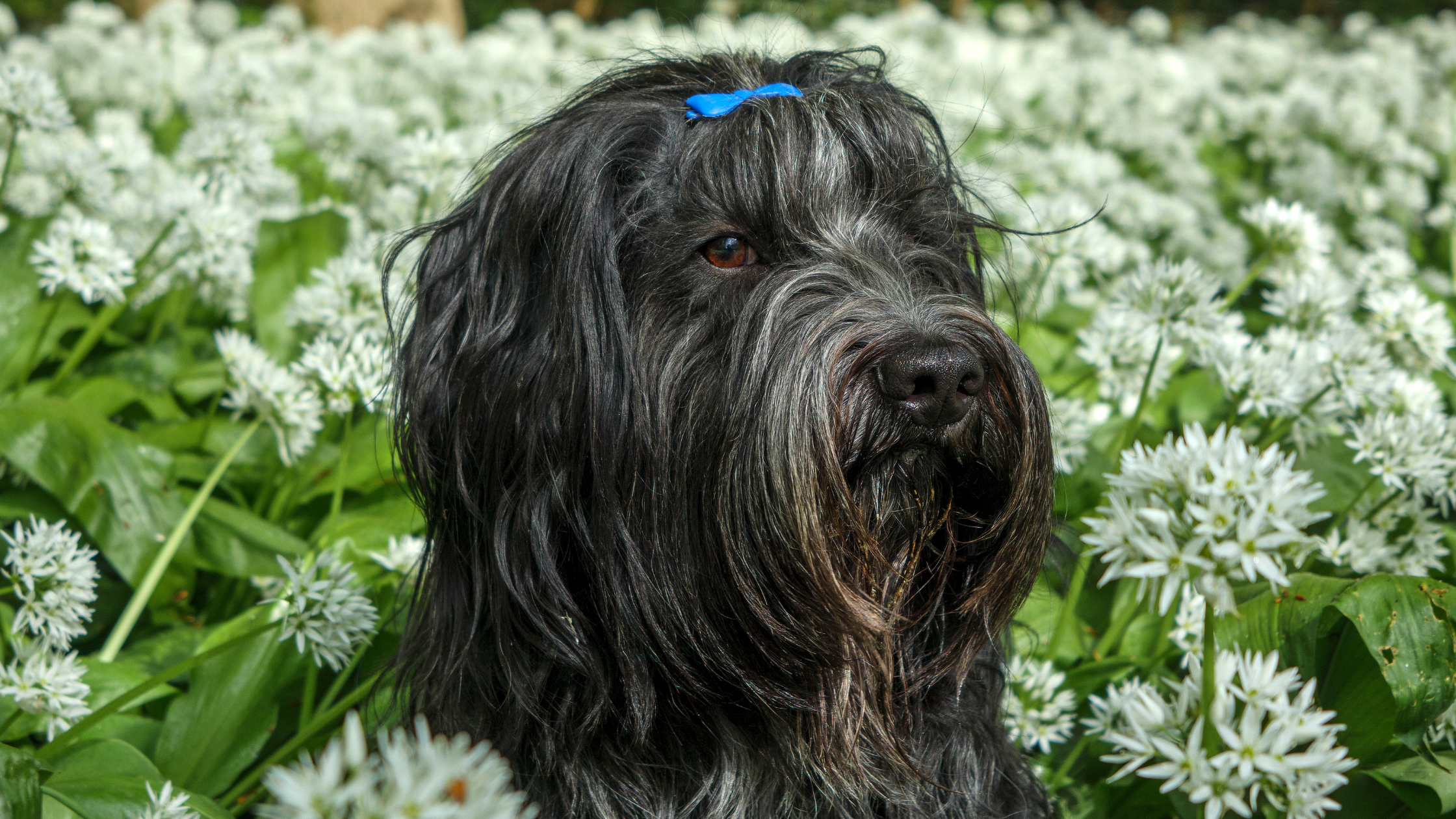 A well groomed Schapendoes standing in a field of white flowers