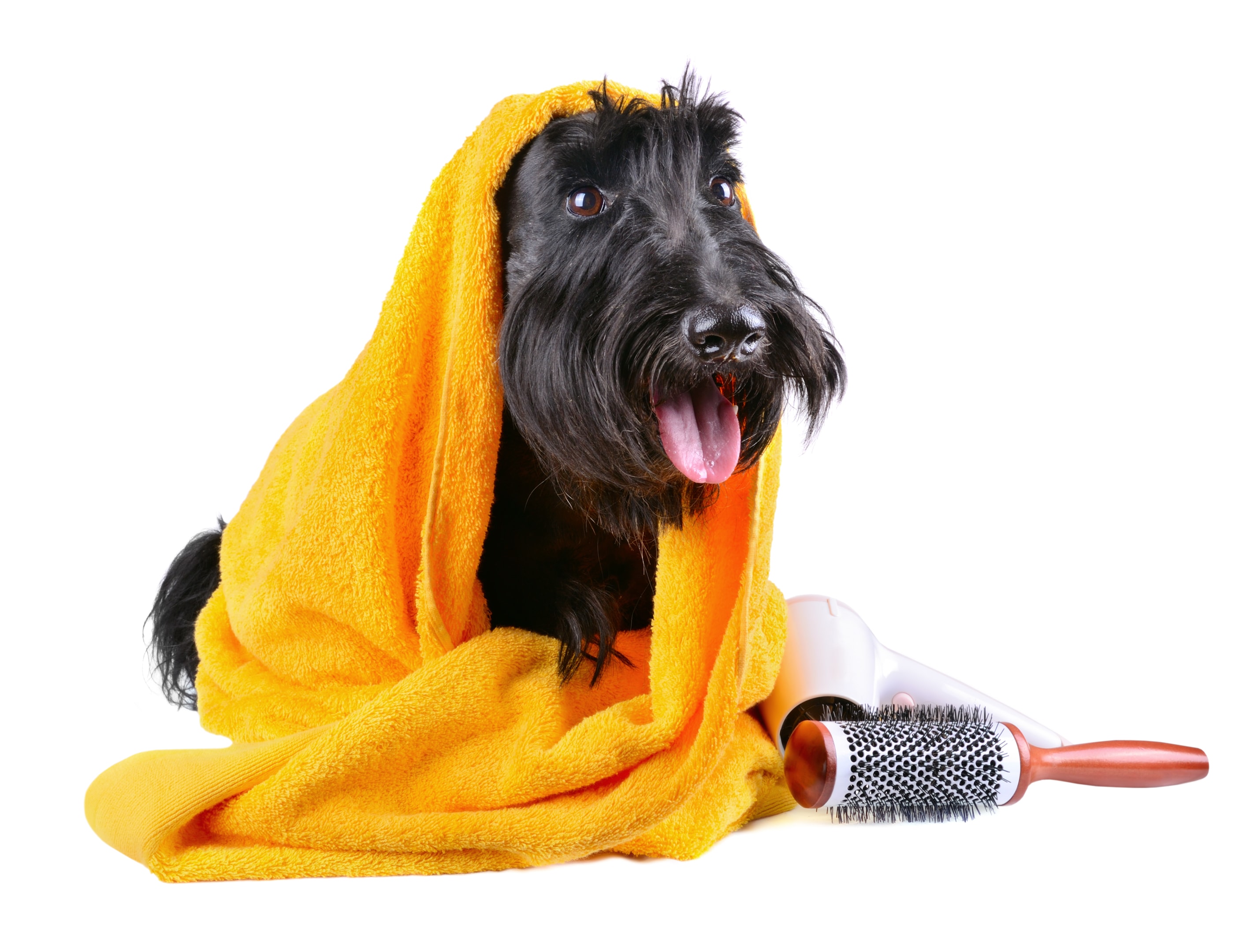 A happy Scottish Terrier under a towel and next to a brush