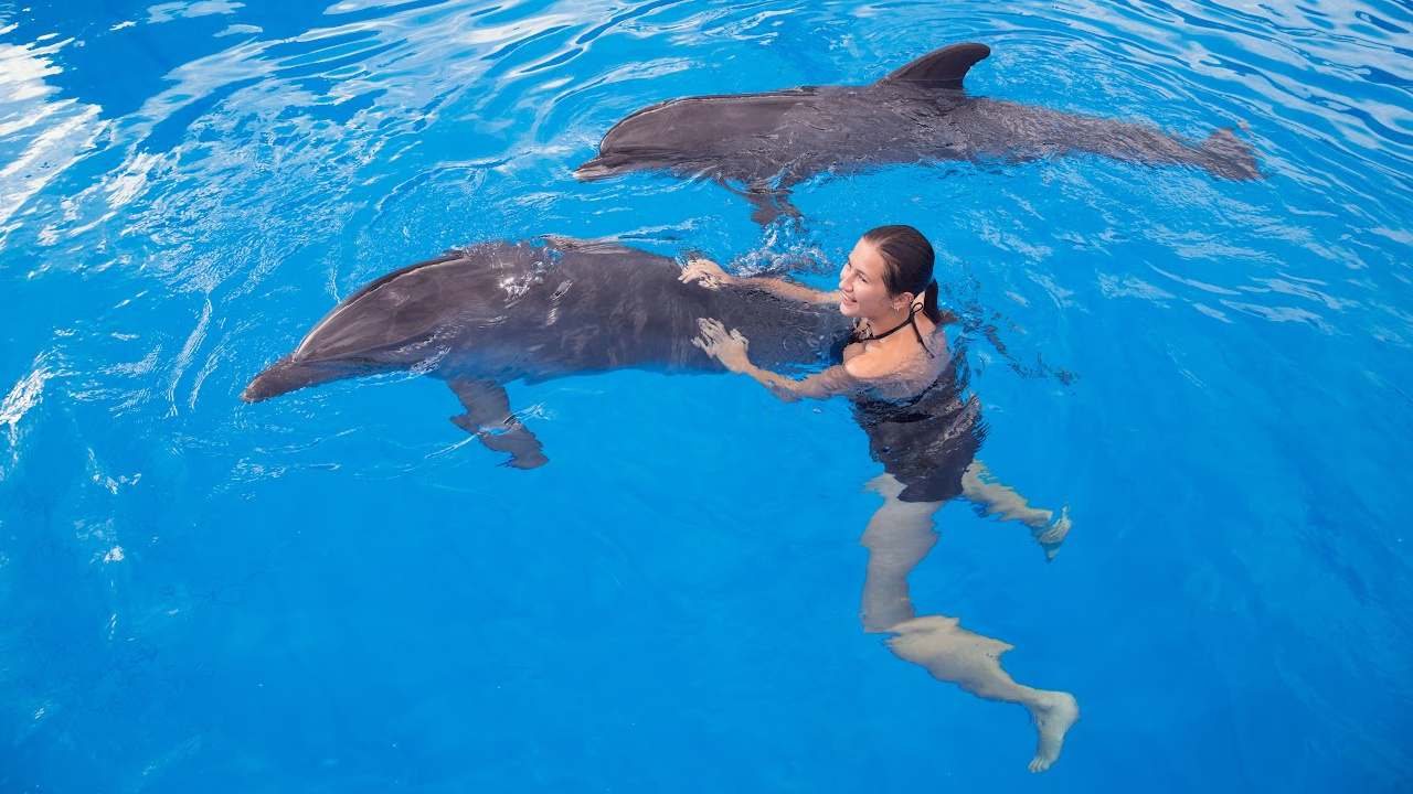 dolphin discovery program, dolphins swimming, dolphin connection, dolphin experiences, marineland dolphin adventure.