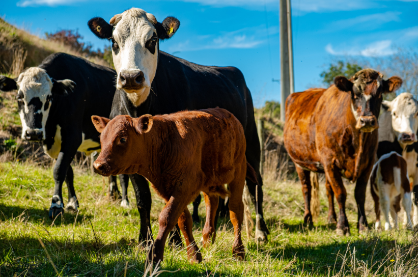 top animal charities