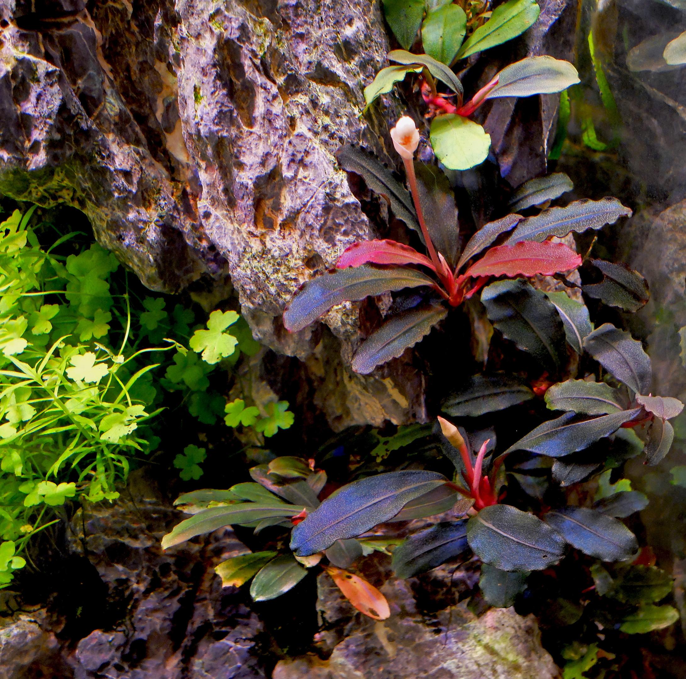 Bucephalandra growing on Seiryu rock
