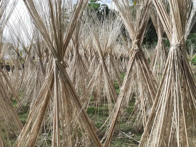 Jute cultivation