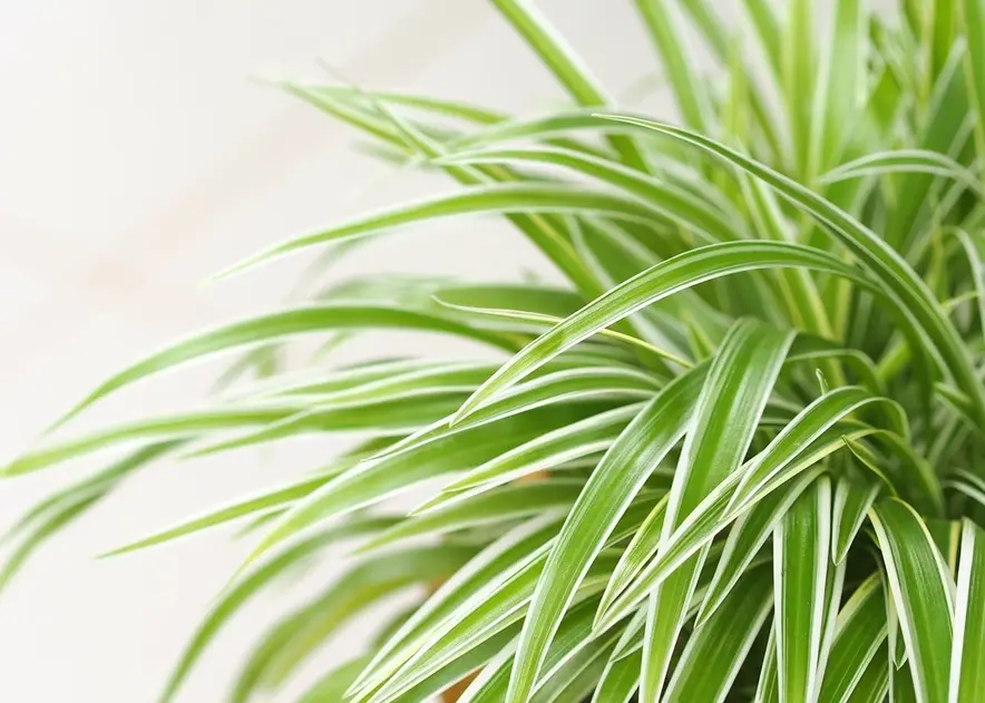 Spider Plant (Chlorophytum Comosum)