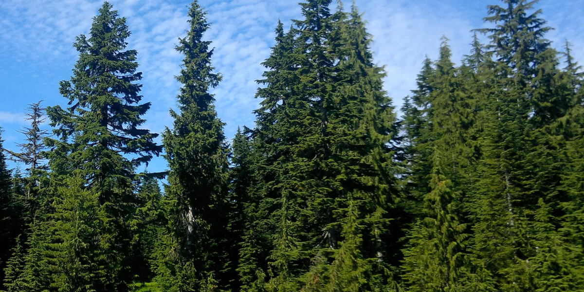 western hemlocks,