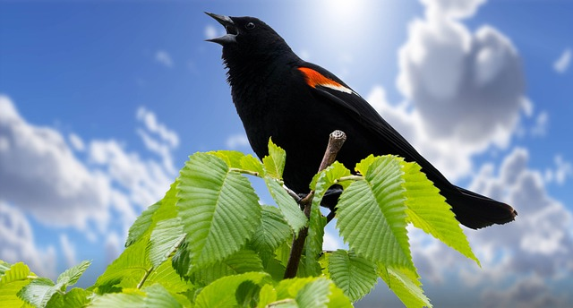 redwing blackbird, Birds that start with R