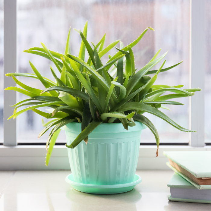 A picture of a healthy Aloe Vera plant, one of the best houseplants for indoors, known for its healing properties.