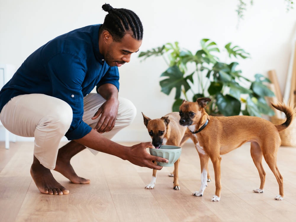 Feeding Multiple Dogs