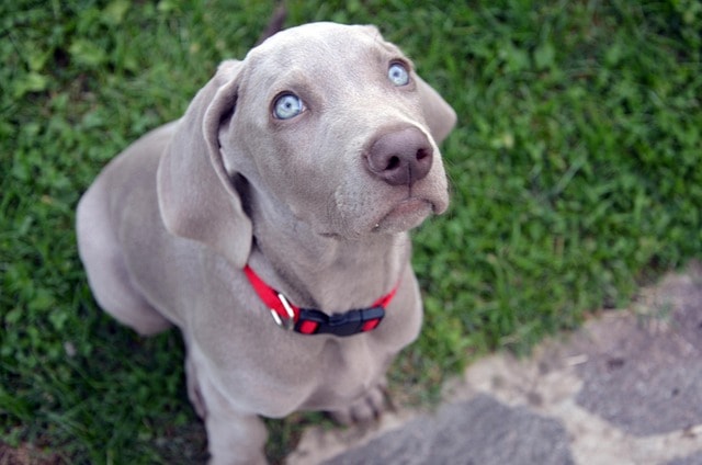 dog, puppy, muzzle, animal, sweet, eyes, tenderness, pet, hair, nature, animals, hound, grey, weimaraner, bone, canino, ear, weimaraner, weimaraner, weimaraner, weimaraner, weimaraner