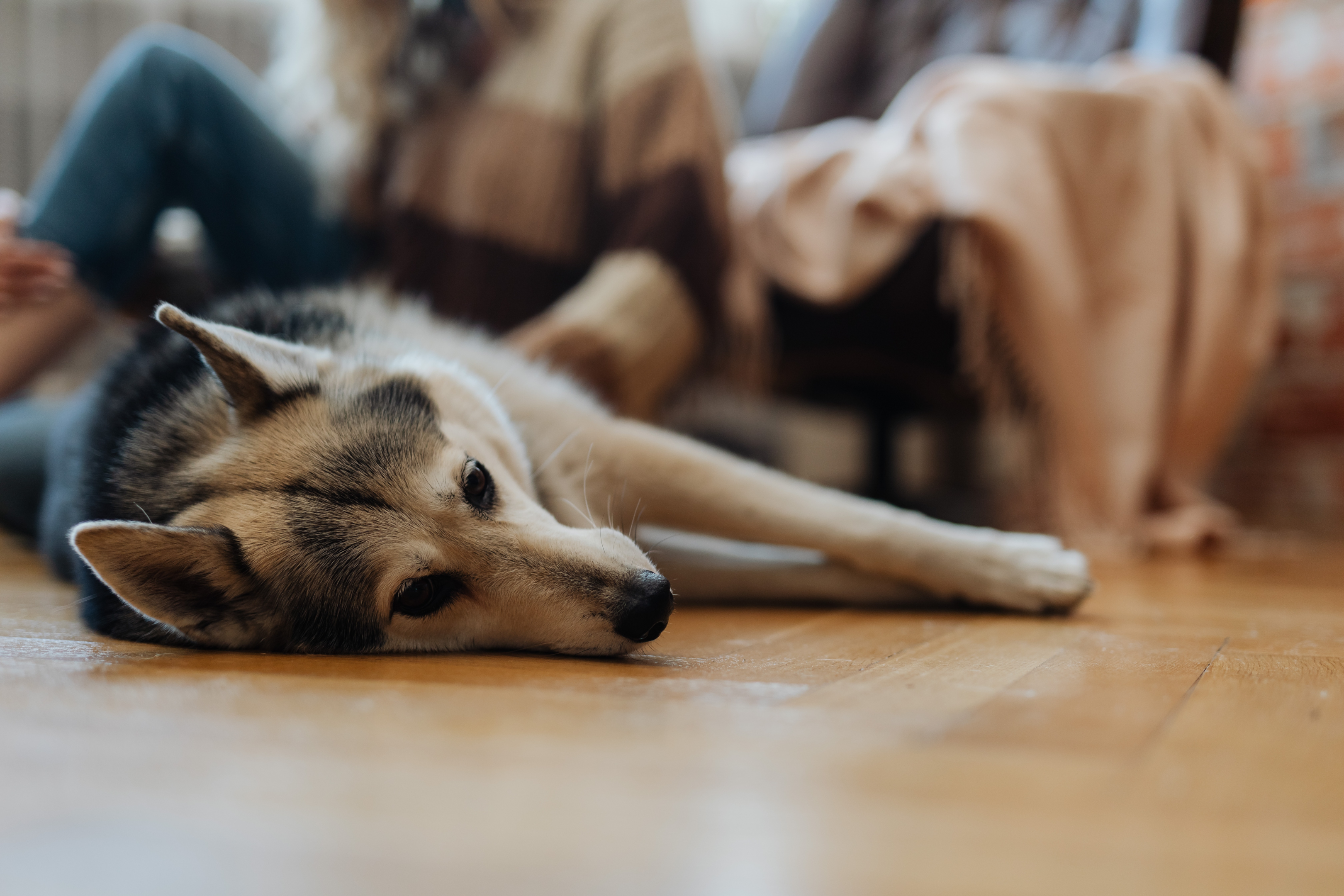 Dog laying on a floor in a room