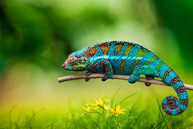 chameleon on grass symbolizing how amazon sellers