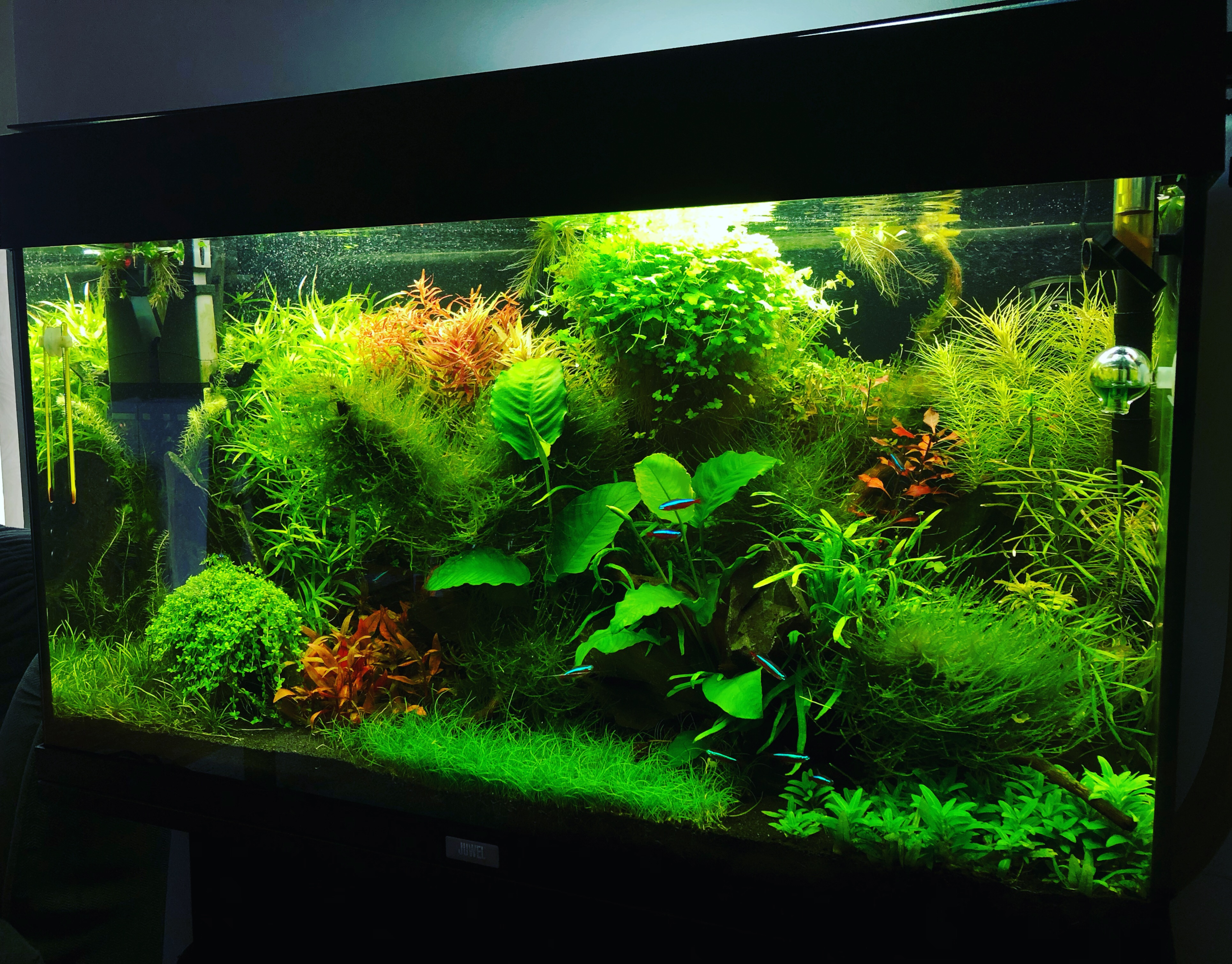 overdækket akvarium