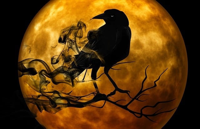 A black raven against an orange mood representing horror stories.