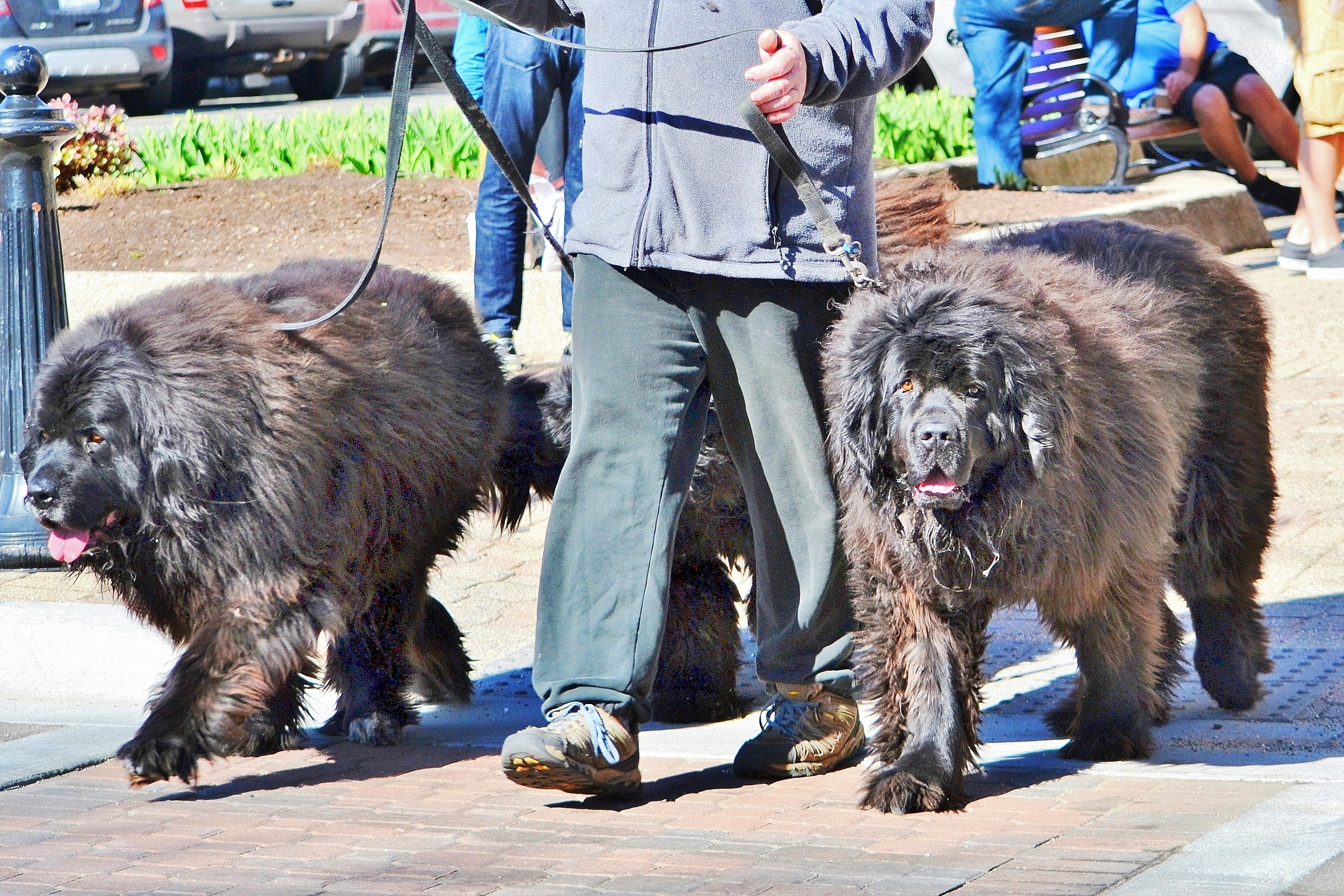 a man walking with his tibetan mastiff dogs