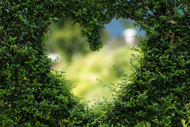 heart, leaves, foliage