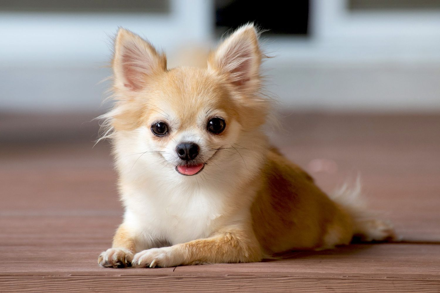 long haired chihuahuas, small hairless dogs, long haired chihuahua