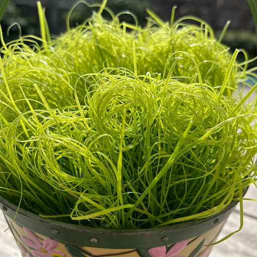 easter grass