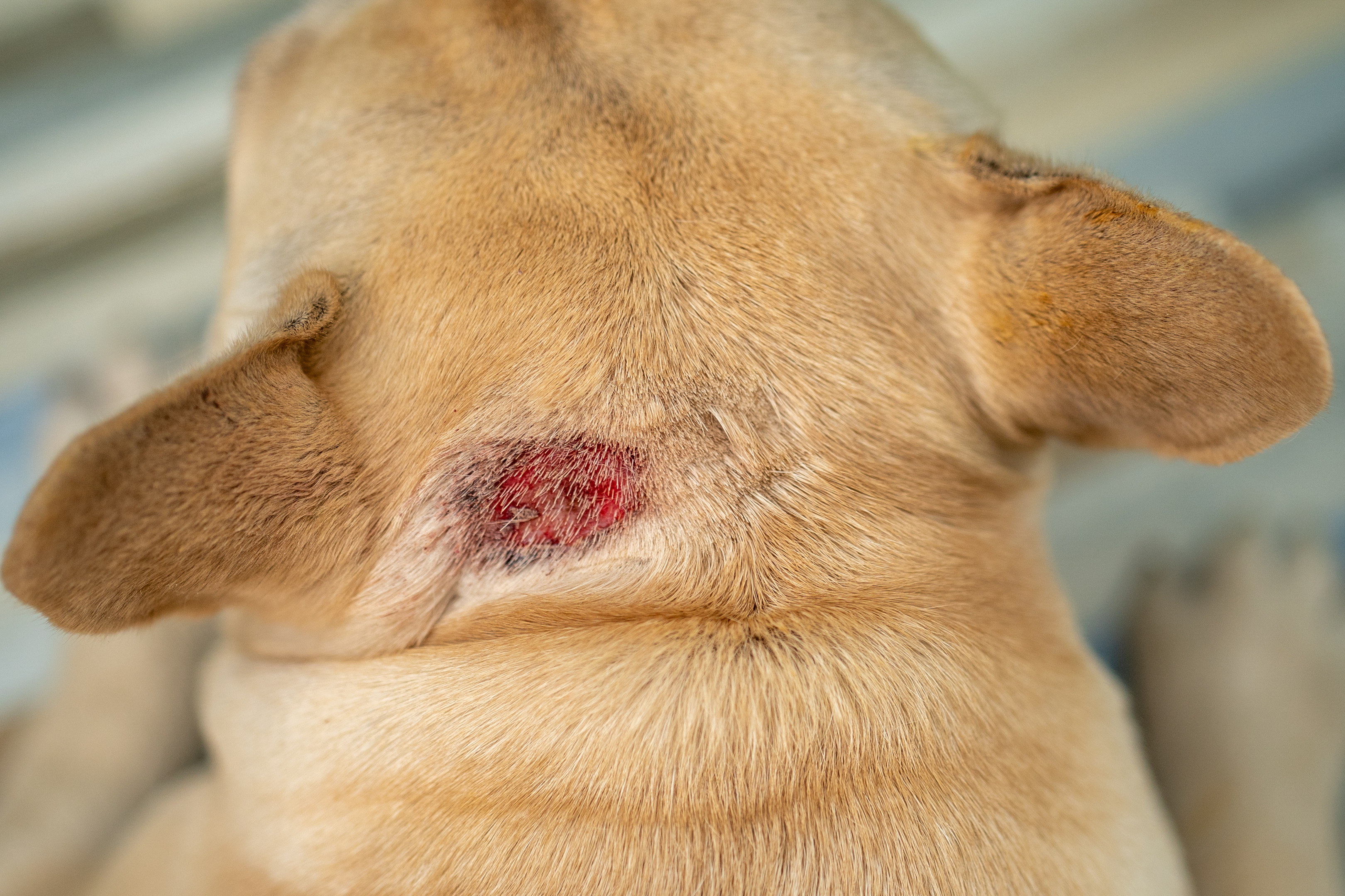 A Close-Up Of A Dog'S Skin With Hot Spots