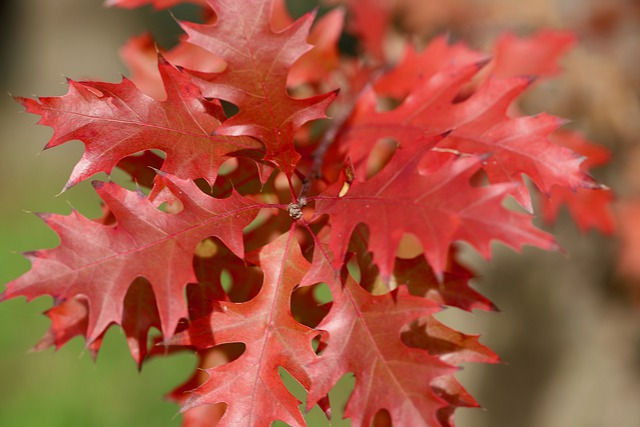 red oak leaves