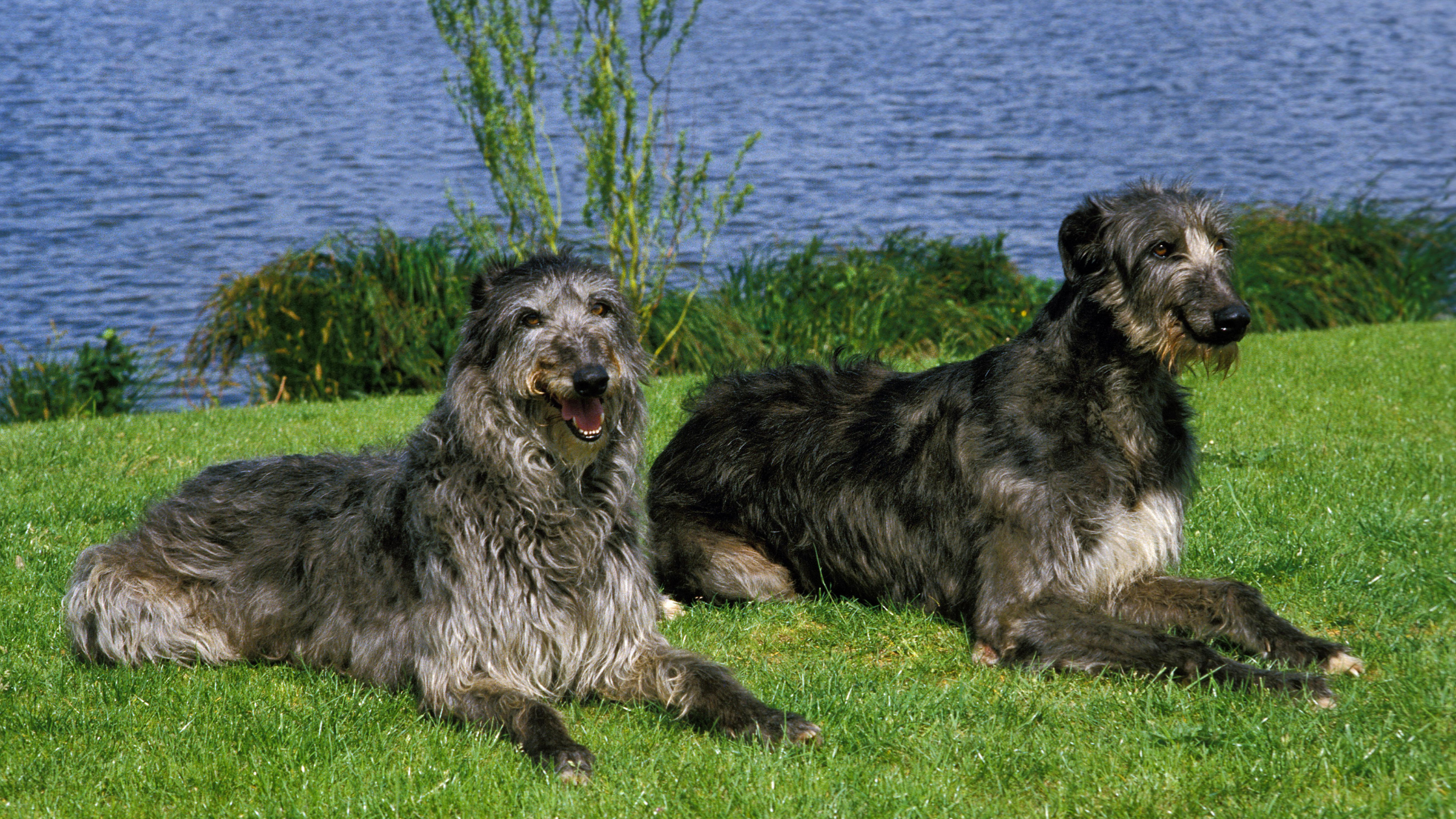 Two adult deerhounds laying by a lake