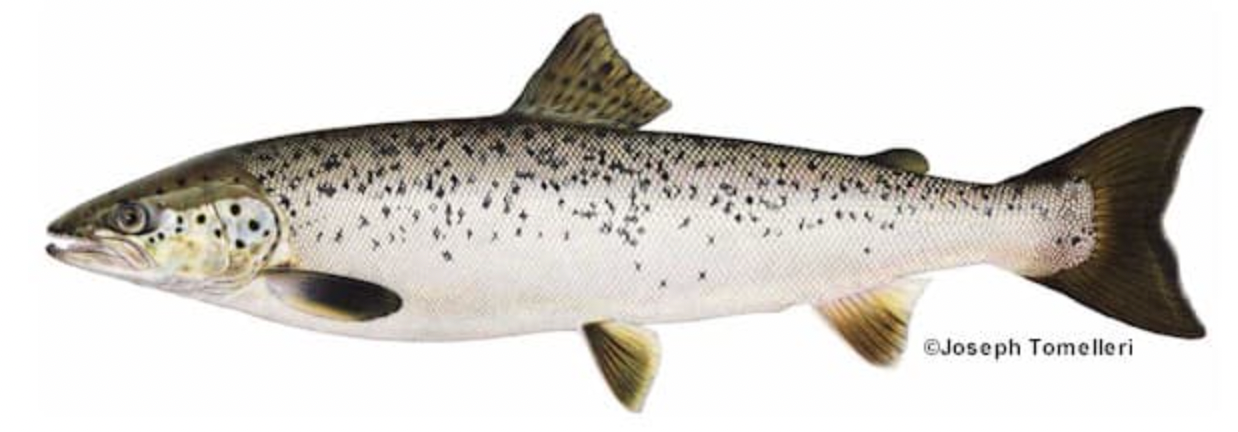 Photo Credit: Maine IFW website