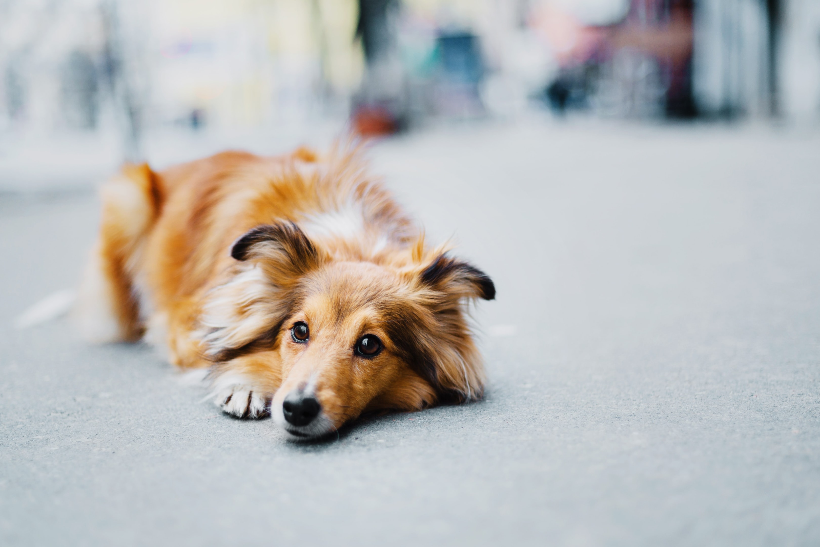 Dog on a urban stroll