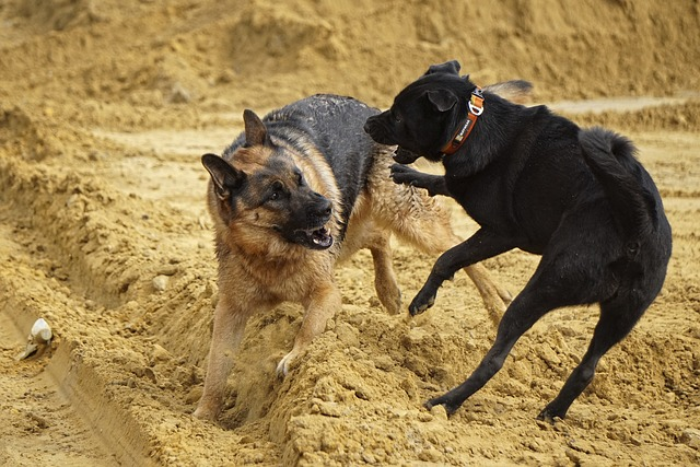 german shepherd, dogs, playing