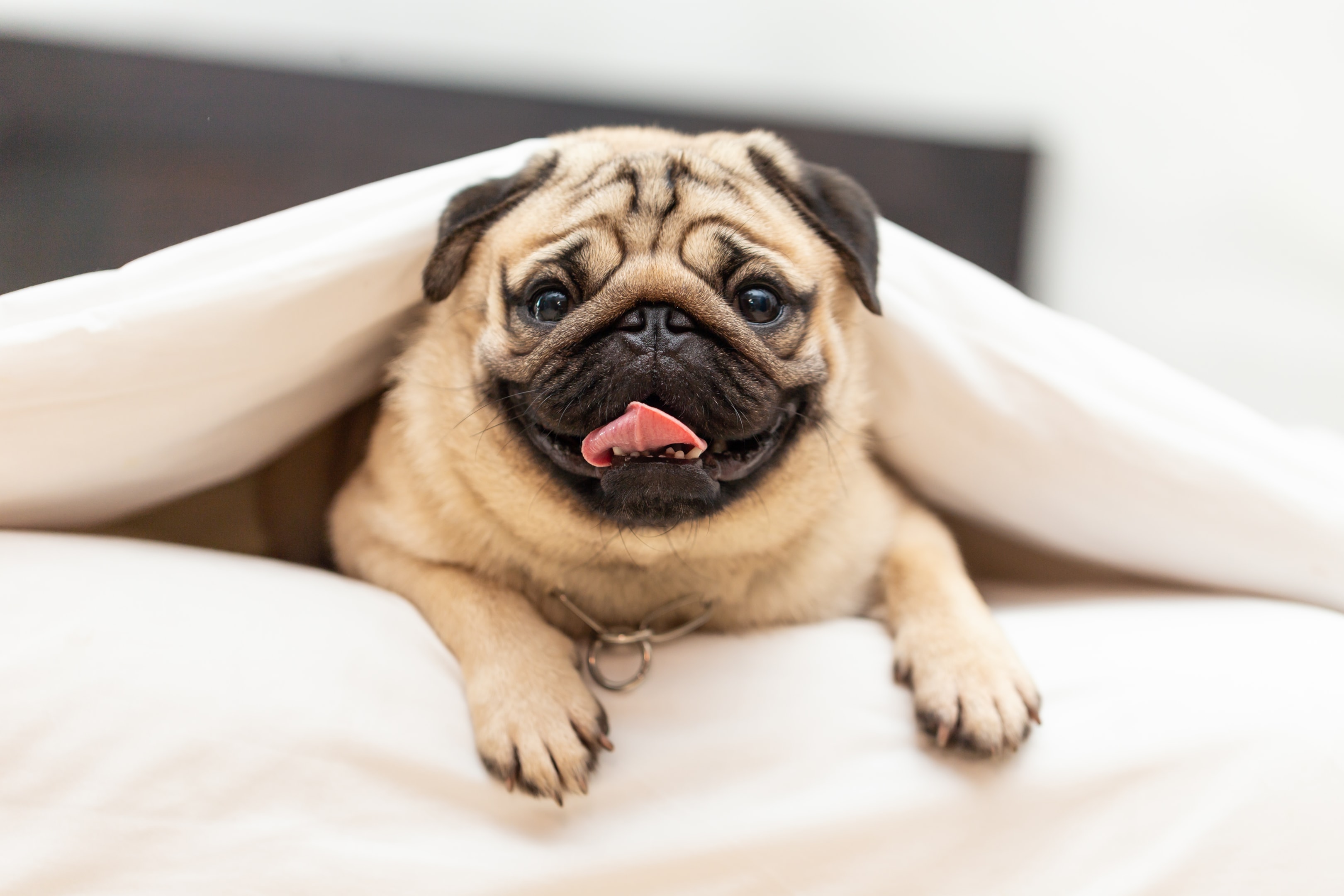 A happy pug peeking out from under the sheets