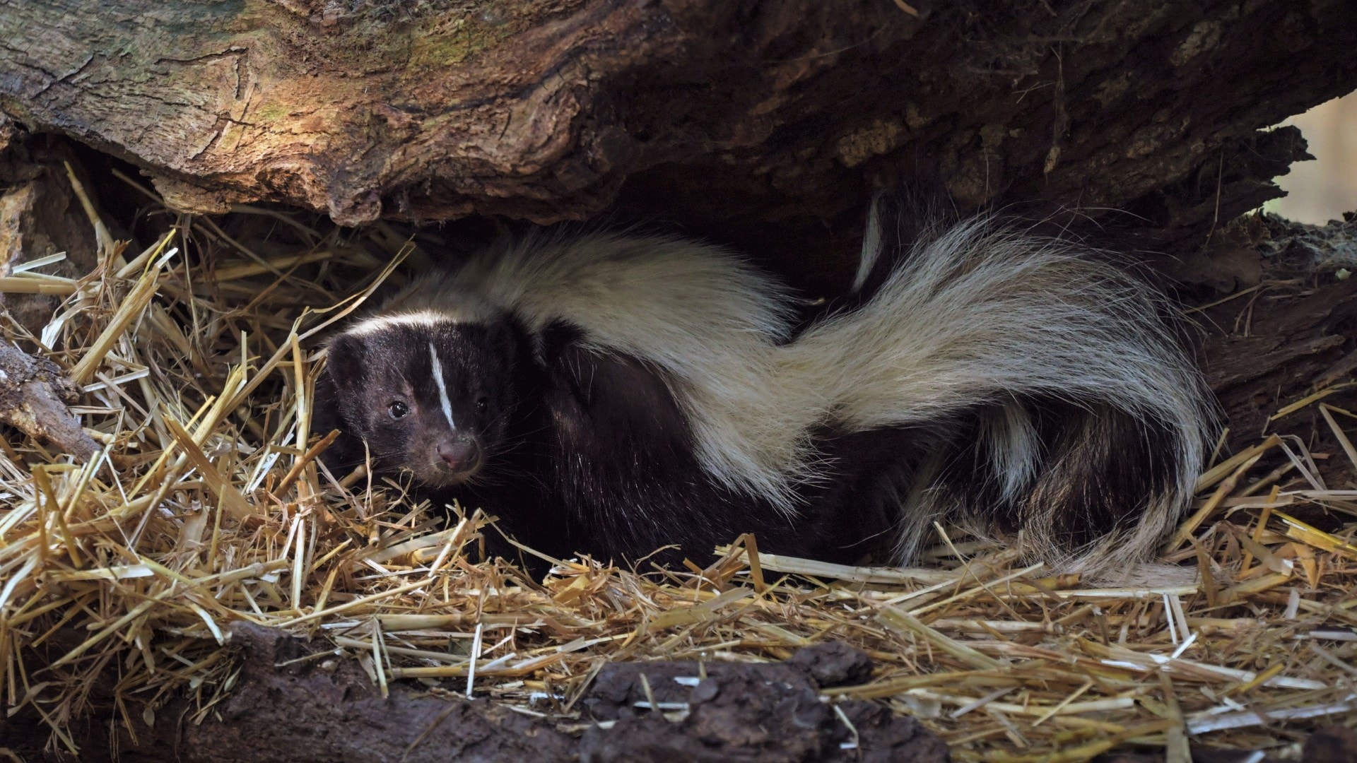 Skunk hiding in hay-filled burrow under a log.