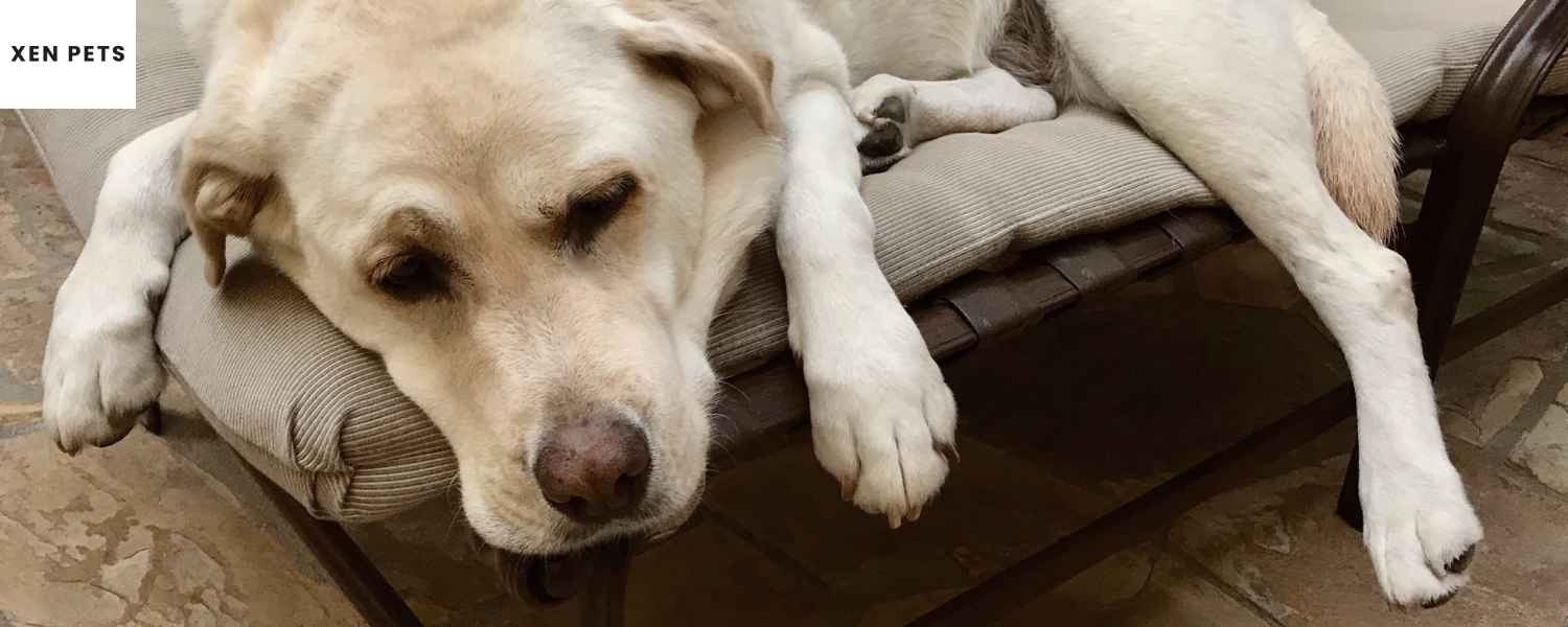 Rheumatoid arthritis in dogs
