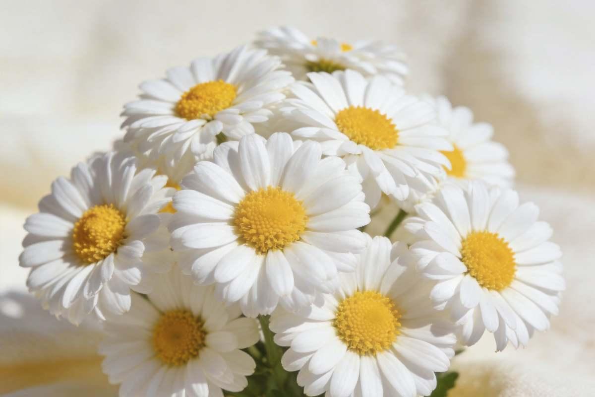 Close-up of white English daisies with yellow centres — April birth flower
