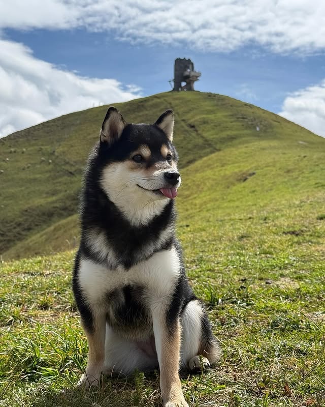 shiba inu enjoying the nature. 