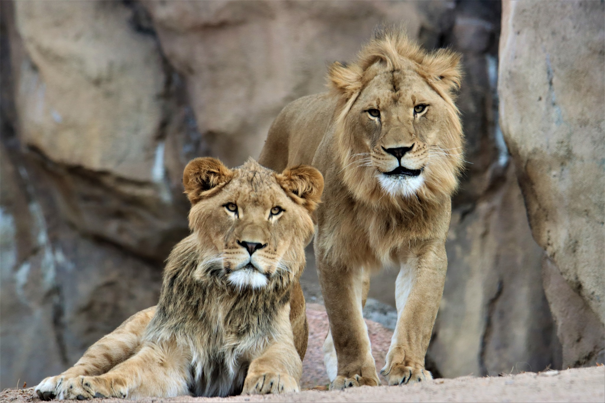 Two lions at the Denver Zoo — visiting here is one of the most fun corporate event ideas 
