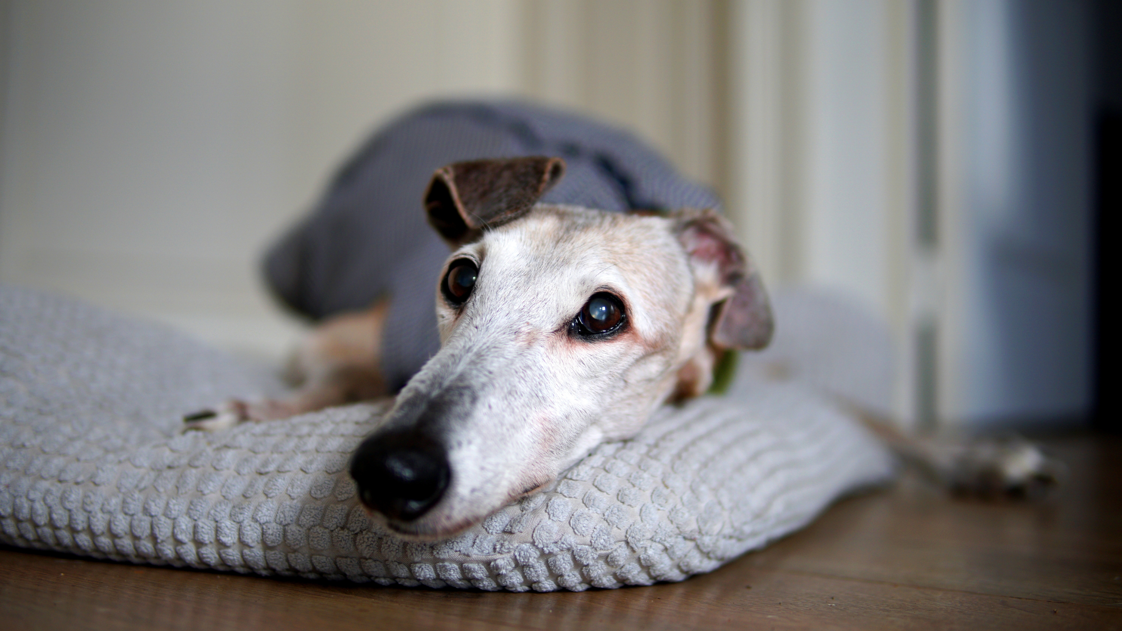 An older Spanish Greyhound laying on a pillow