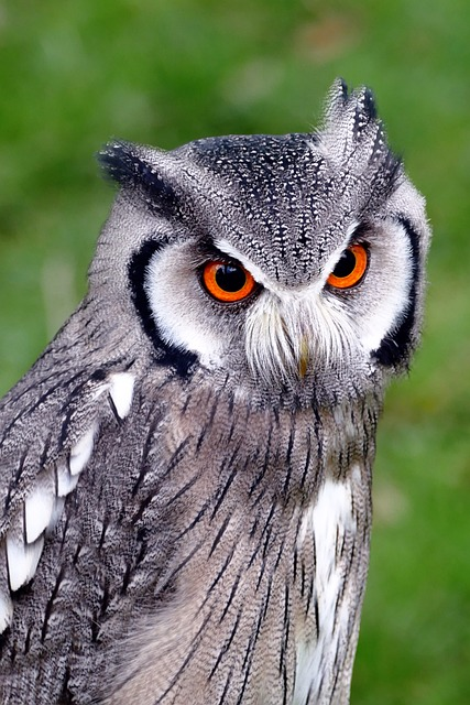 southern white faced owl, birds, owl