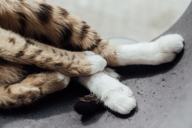 Internet Obsessed as Golden Retriever Helps Owner Clip Cat's Claws