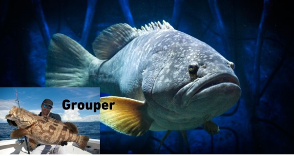 deep sea grouper