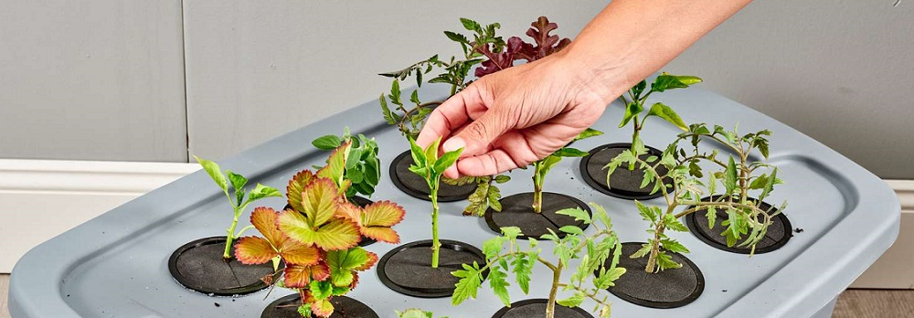 Hydroponic system for growing plants, deep water culture system