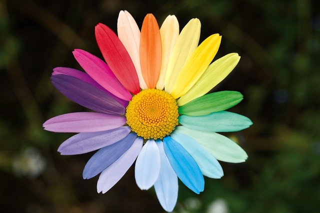 marguerite, daisy, rainbow colors