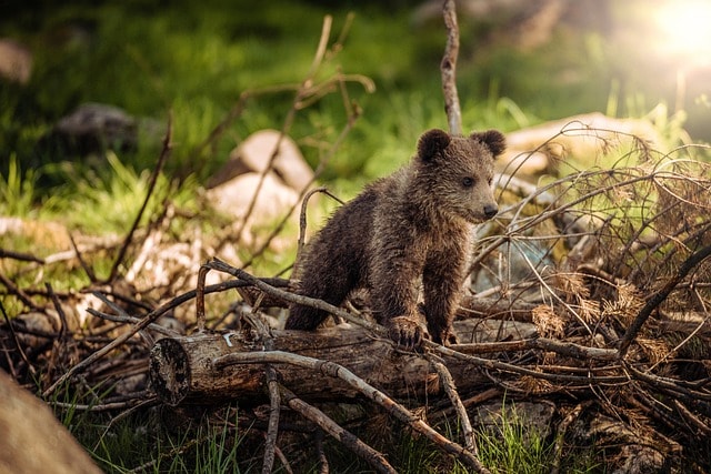 irish brown bear myth bears occasionally