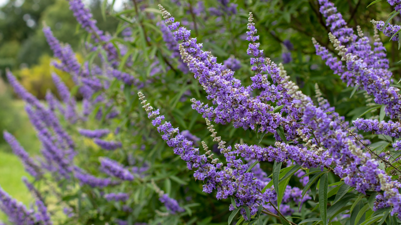 anti inflammatory herbs