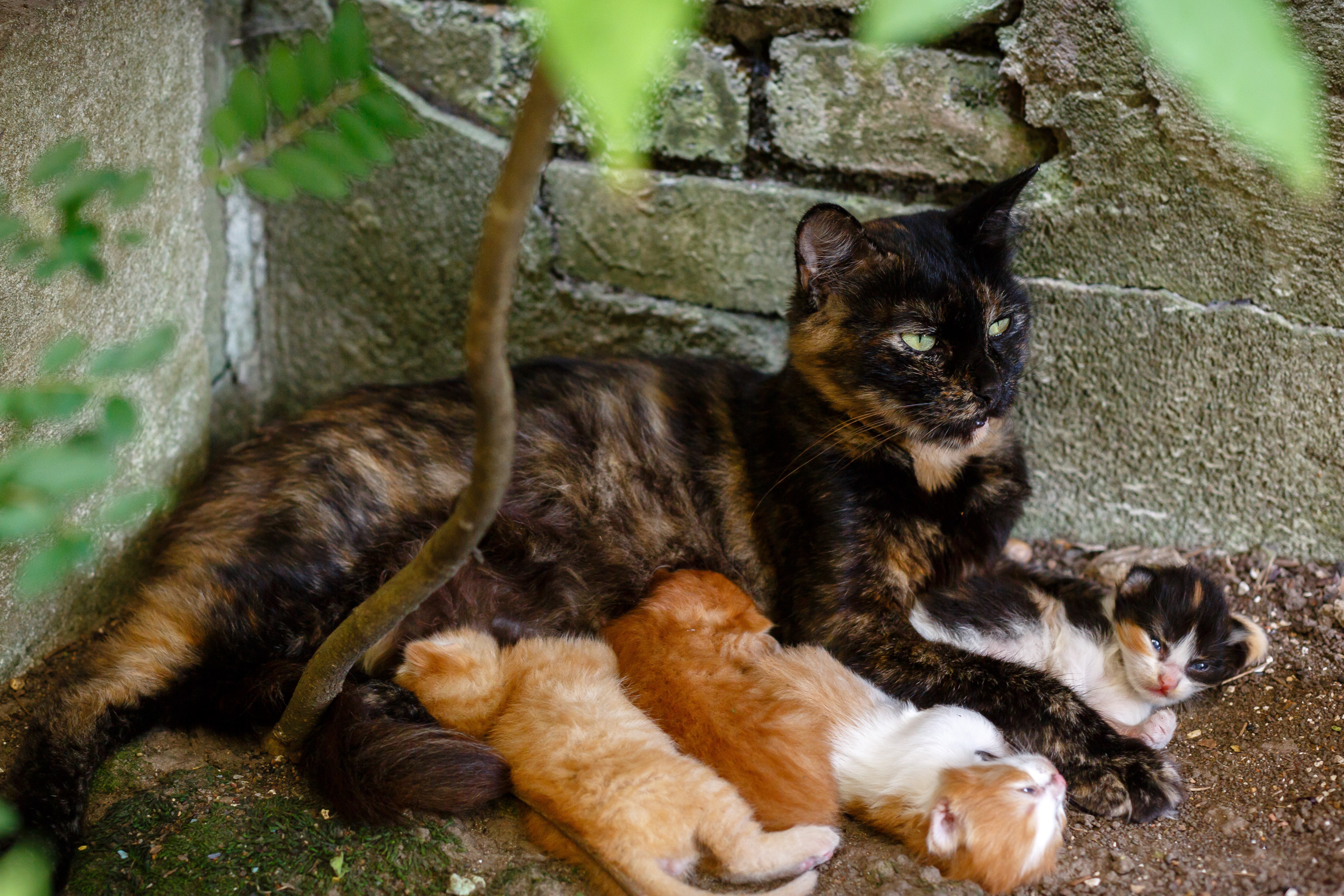 Cats kneading their mother to get milk