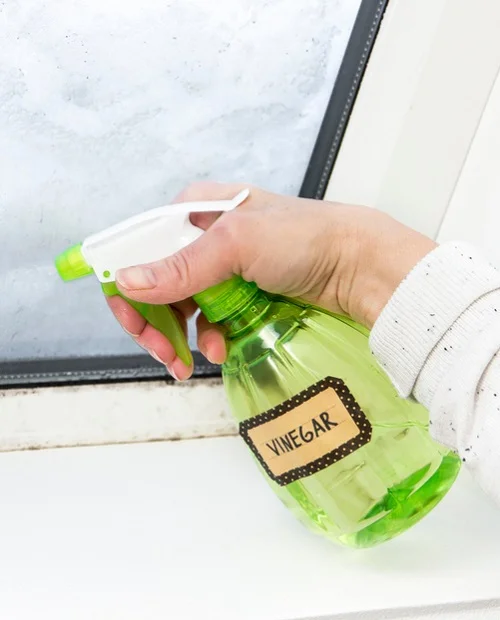Spider Control 101 Eliminating Daddy Long Leg Spiders