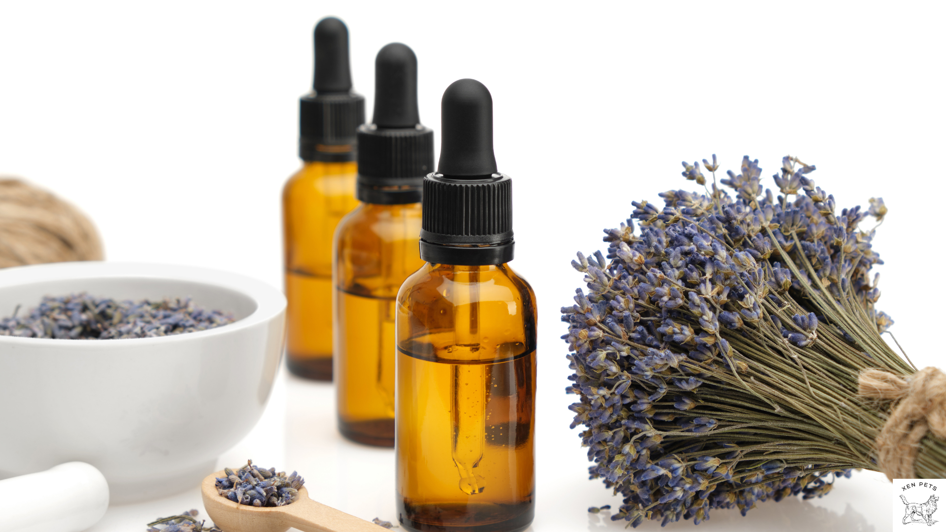 Is lavender essential oil safe for dogs