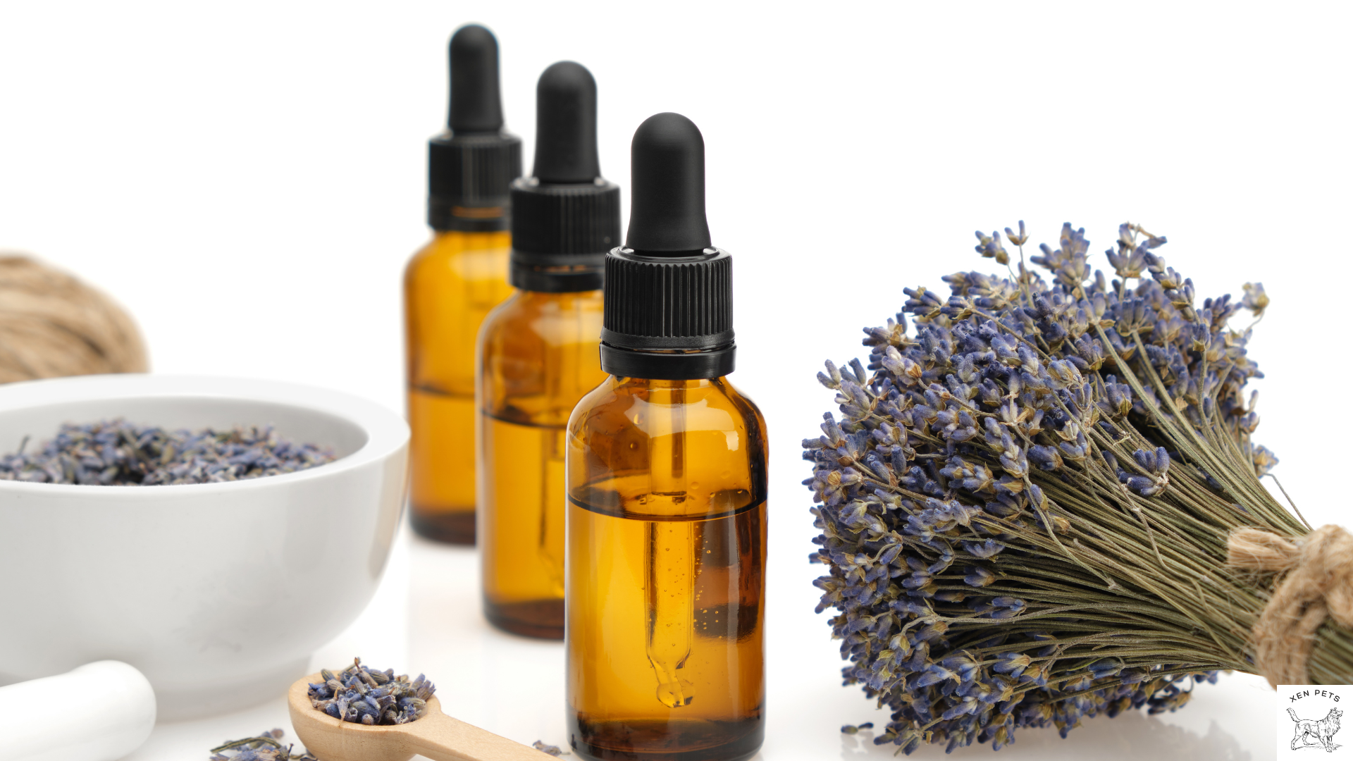 Is lavender essential oil deals safe for dogs