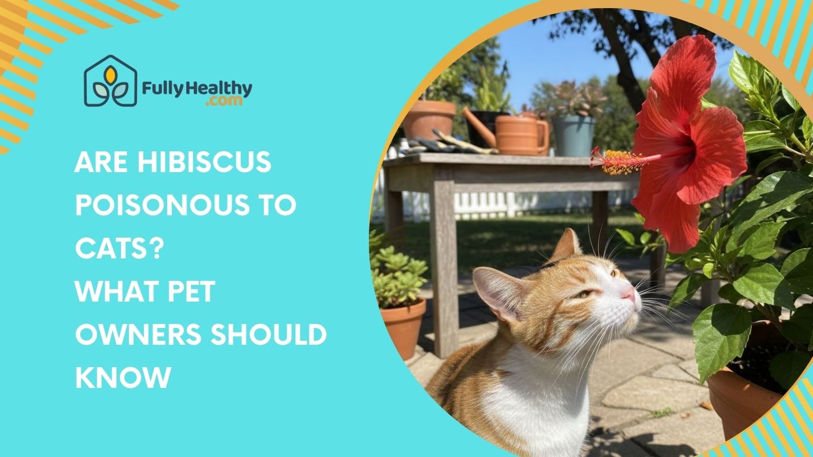 Are Hibiscus Poisonous To Cats? What Pet Owners Should Know