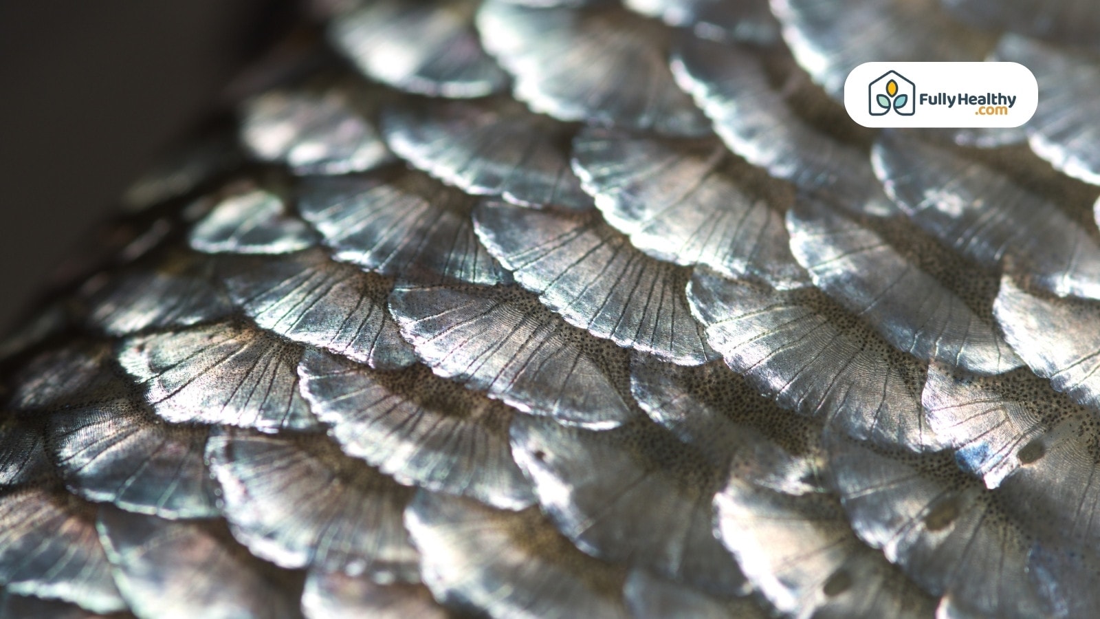 Close-up view of shiny silver fish scales with natural texture