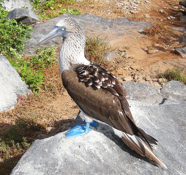 bird, booby, blue